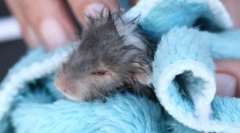 Pot să mă scot un hamster, cum să spăl un hamster